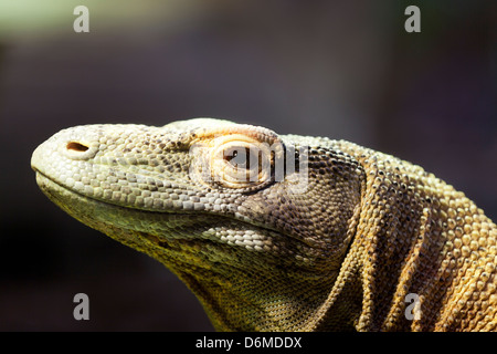 Komodo dragon, portrait of a Komodo Dragon. Stock Photo