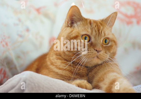 Ginger british shorthair cat Stock Photo