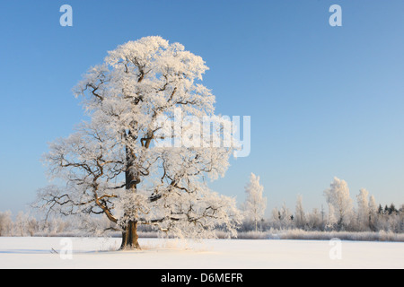 Anicent oak tree covered in frost. Europe. Stock Photo