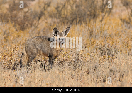 Bat-eared Fox Otocyon megalotis Photographed in Kgalagadi National Park, South Africa Stock Photo