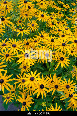 Yellow Black-eyed Susan flowers Stock Photo