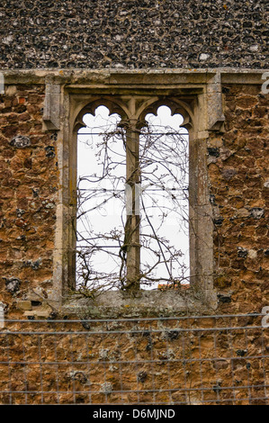 Derelict window of medieval St Osyth's priory, Essex, England, with branches growing through it; wire fence in foreground. Stock Photo