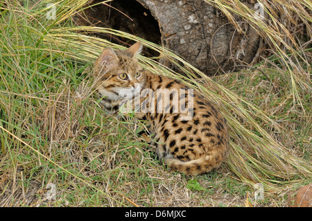 Black-footed Cat Felis nigripes Endangered species Captive Photographed in South Africa