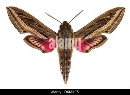Silver-striped Hawk-Moth (Hippotion celerio) Stock Photo