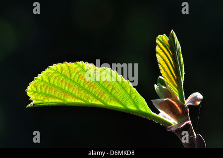A common alder leaf in spring Stock Photo