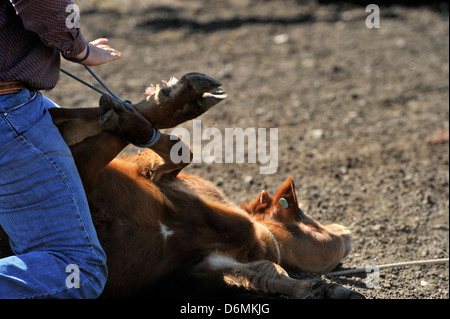 A cowboy participating in a tie down roping rodeo event Stock Photo