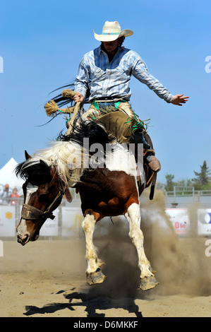 A cowboy riding a bucking horse at a rodeo saddle bronc riding event Stock Photo