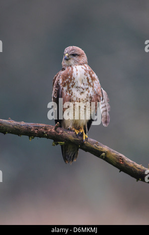 A buzzard common on a branch Stock Photo
