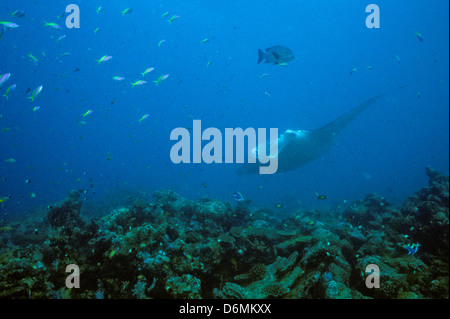 Manta Ray,Scuba Diving Safari throughout The Maldives,Nov1993 Digital underwater Slide Conversions,Maldives,Islands,Indian Ocean Stock Photo