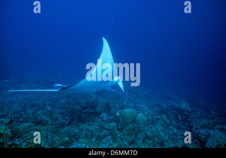 Manta Ray,Scuba Diving Safari throughout The Maldives,Nov1993 Digital underwater Slide Conversions,Maldives,Islands,Indian Ocean Stock Photo