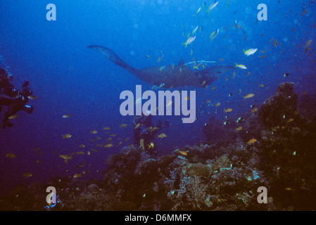 Manta Ray,Scuba Diving Safari throughout The Maldives,Nov1993 Digital underwater Slide Conversions,Maldives,Islands,Indian Ocean Stock Photo