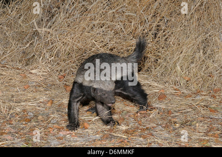 Honey Badger (Ratel) Mellivora capensis Photographed in Etosha National Park, Namibia Stock Photo