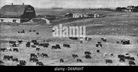 Prosperity in the West - Cows gathered on a farm in the American West, circa 1912