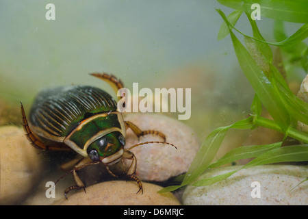 Great Diving Beetle Stock Photo