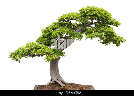 Chinese elm, green bonsai tree growing on a rock. Isolated on white ...