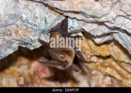 Townsend's Big-eared Bat Plecotus townsendii Harquahala Mountains, nw of Phoenix, Arizona, United States 17 April Adult Stock Photo