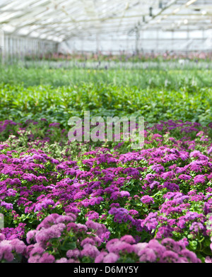 Flower nursery. Purple blooming in a greenhouse. Stock Photo