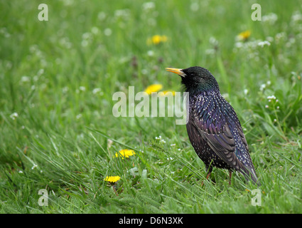 common starling in green grass Stock Photo