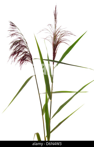 high reed grass on white background Stock Photo