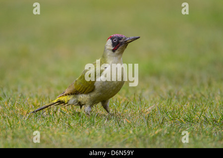 Male Green Woodpecker (Picus viridis) on garden lawn, Cambridgeshire, England Stock Photo