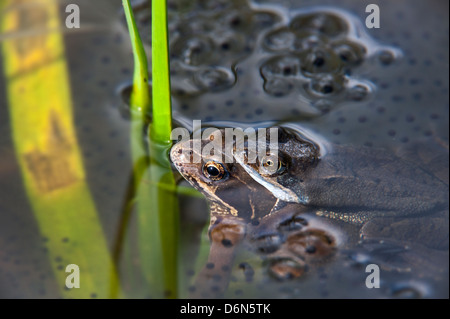 European common brown frogs (Rana temporaria) pair in amplexus floating among frogspawn in pond in spring Stock Photo