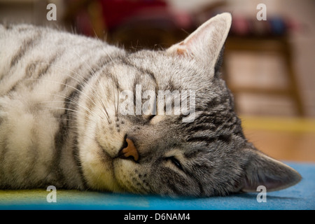 Berlin, Germany, sleeping cat Stock Photo