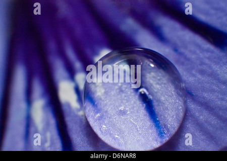 Berlin, Germany, water drops on the bluetenblatt a pansy Stock Photo