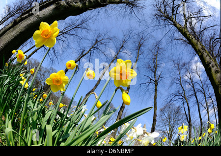 Spring daffodils in full bloom in a woodland park and a blue sky. Stock Photo