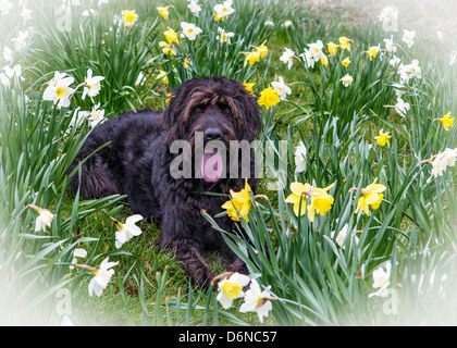Black Labradoodle dog sits panting in a bed of daffodils Stock Photo