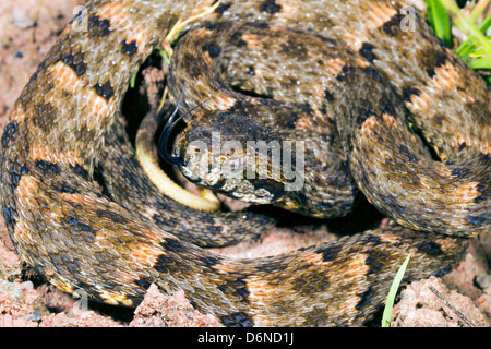 Fer de Lance (Bothrops atrox) a venomous viper from Ecuador Stock Photo