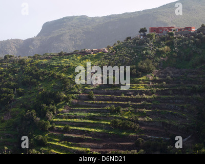 Terraced farm fields with farmhouses on top of a steep ridge, Teno Alto mountains in Tenerife Canary Islands Spain Stock Photo