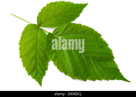 Raspberry bush leaves on a white background (Rubi idaei folium). Stock Photo