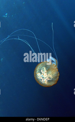 Alicudi, Italy, stinging jellyfish in the sea Stock Photo
