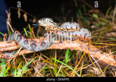 Juvenile Amazon Tree Boa (Corallus hortulanus) In the Ecuadorian Amazon Stock Photo