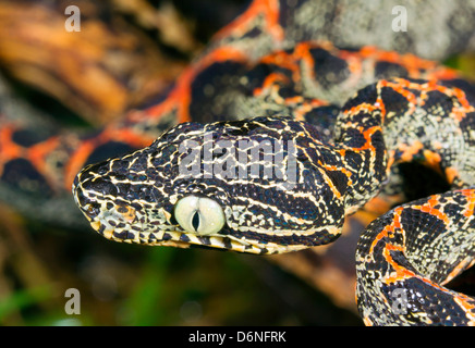 Juvenile Amazon Tree Boa (Corallus hortulanus) In the Ecuadorian Amazon. Stock Photo