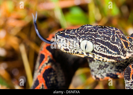 Juvenile Amazon Tree Boa (Corallus hortulanus) In the Ecuadorian Amazon. Stock Photo