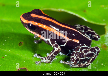 Amazonian Poison Frog (Dendrobates ventrimaculatus). This species was was known as R. duellmani until recently. Stock Photo