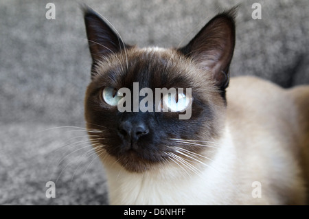 portrait of a siamese cat Stock Photo