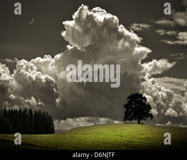 DE - BAVARIA: Lone tree with approaching thunderstorm Stock Photo