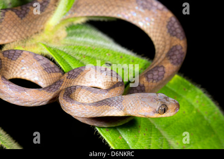 Rainforest Cat-eyed Snake (Leptodeira frenata) from Campeche, México ...