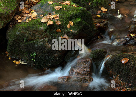 Tabarz, Germany, an autumnal stream in the Thuringian Forest Stock Photo