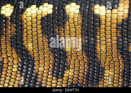 Skin of the Golden Tegu (Tupinambis teguixin) Stock Photo