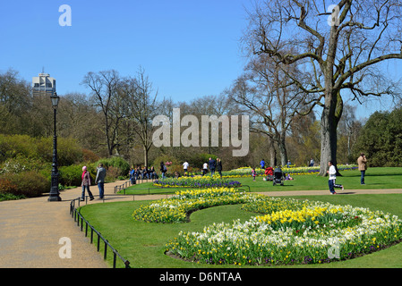 Daffodil display in Hyde Park, City of Westminster, London, Greater London, England, United Kingdom Stock Photo