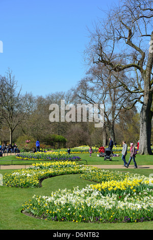 Daffodil display in Hyde Park, City of Westminster, London, Greater London, England, United Kingdom Stock Photo