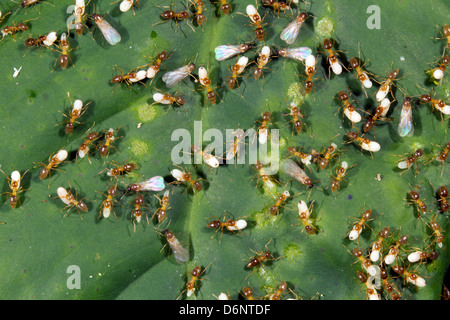 Swarm of flying ants and workers carrying larvae, Ecuador Stock Photo