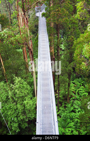 The steel walkway Otway Fly in the rainforest up to 30 meters above ground level,Great Ocean Road, Australia Stock Photo