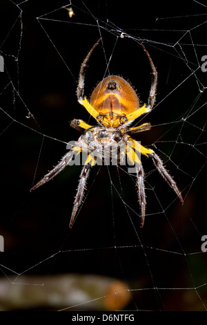 Amazonian orb-web spider eating a prey item at night, Ecuador Stock Photo