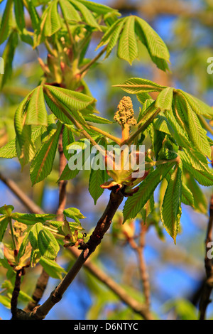 Horse Chestnut (Aesculus hippocastanum) Stock Photo
