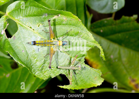 Two brightly coloured tropical grasshoppers sitting on a leaf in the rainforest, Ecuador Stock Photo