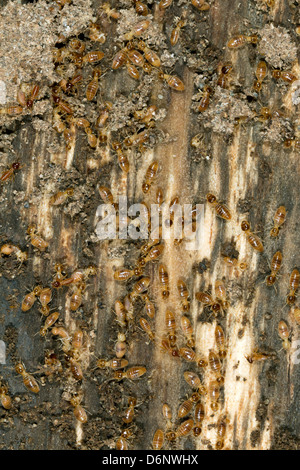 Termites on a plank of wood